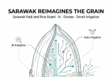 AI Drones And Smart Farms: Sarawak’s Rice Revolution Yields 8x More